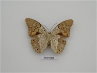 藏品(紫靴蛺蝶)的圖片